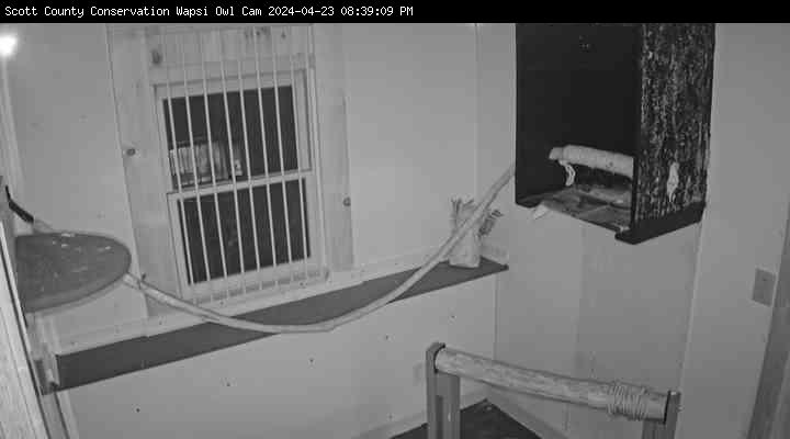 Webcam view of the Owl at the Wapsi Center.