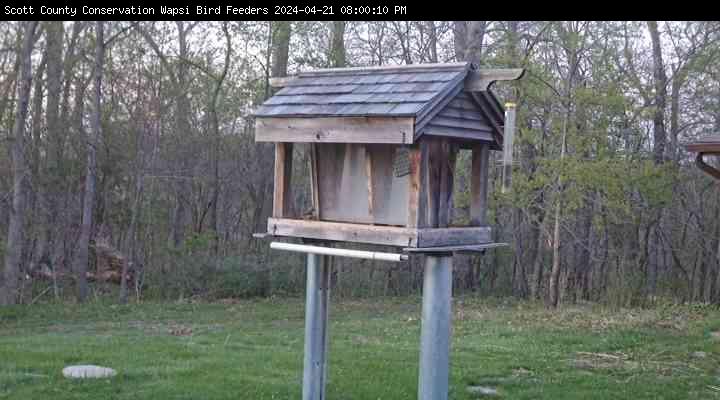 Webcam view of the bird feeder at the Wapsi Center.